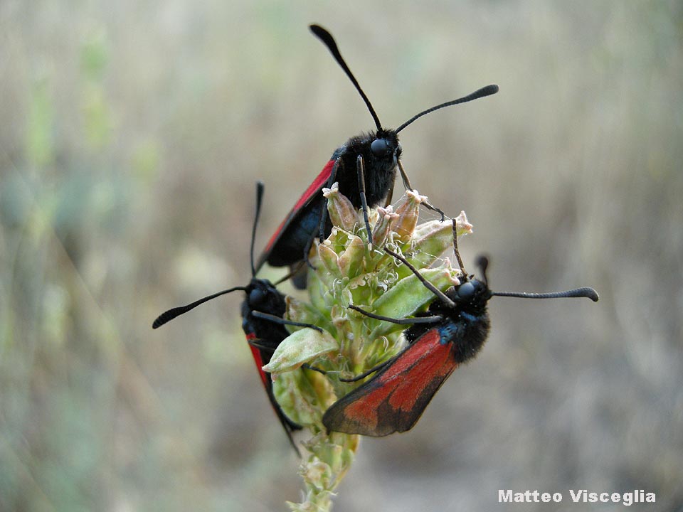 Quale Zygena? - Zygaena (Mesembrynus) erythrus